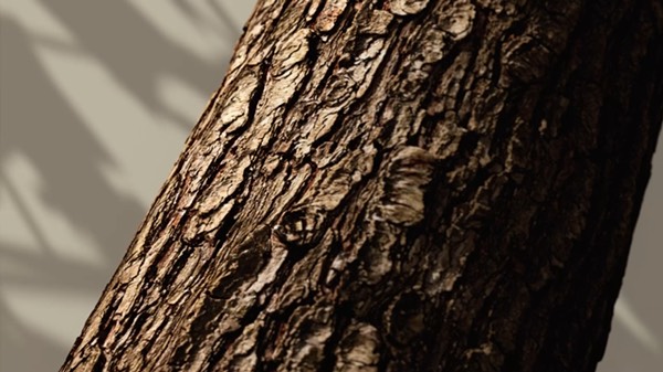 Oak